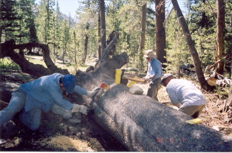 Working on the largest tree